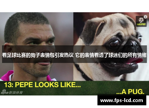 看足球比赛的狗子表情包引发热议 它的表情看透了球迷们的所有情绪